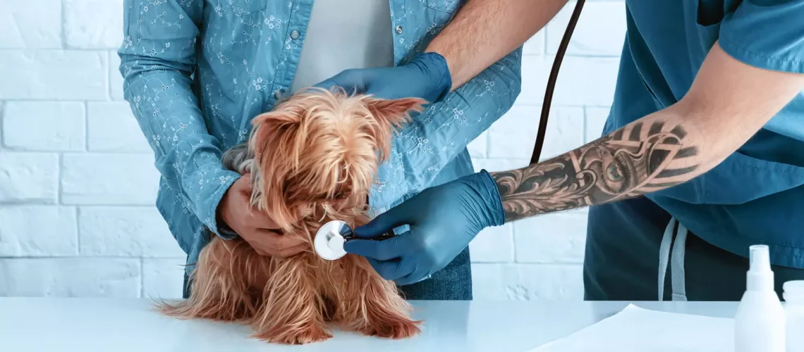 pet-owner-with-yorkshire-terrier-on-visit-to-vet-d-5SEJQMC-1.webp